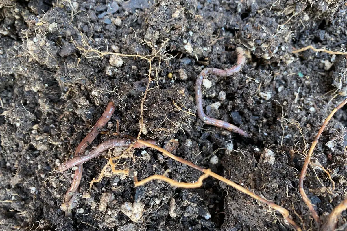 Earthworms Crawling Around in Soil