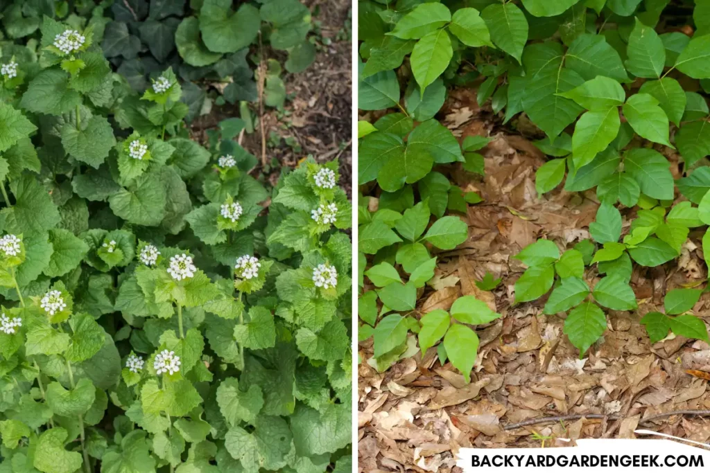 Garlic Mustard and Poison Ivy