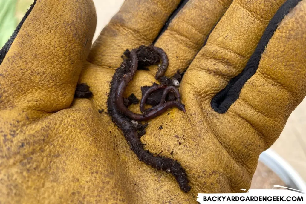 Earthworm in a gloved hand
