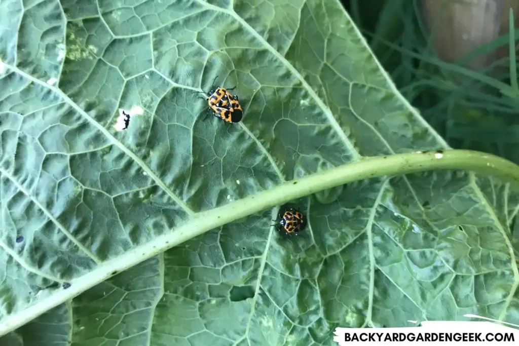 Harlequin Bugs on a Mustard Plant