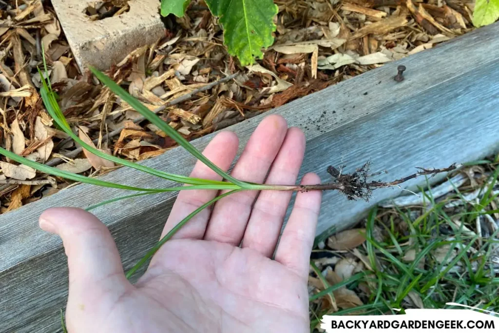 Holding Nutsedge Near Garden Bed