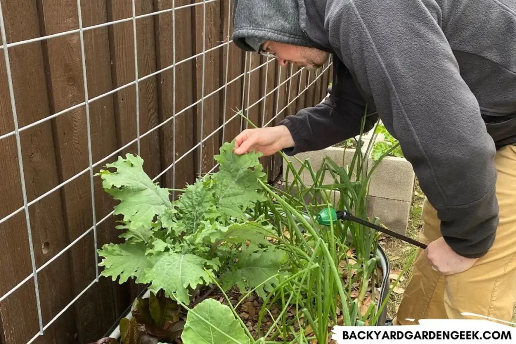 Inspecting Kale for Bugs