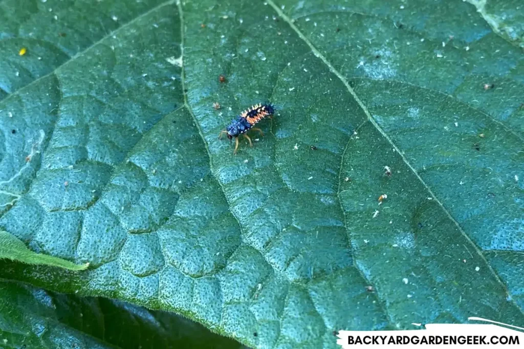 Ladybug Larva on Bean Plant