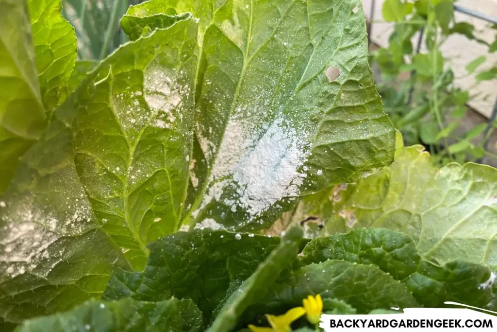 Layer of Diatomaceous Earth on Mustard Plant