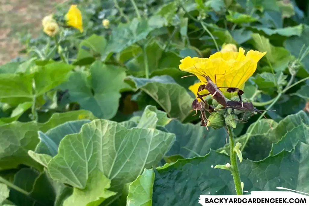 Leaf-Footed Bugs on Squash Plant