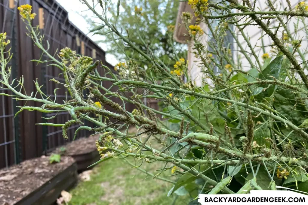 Mustard Plant Covered in Aphids