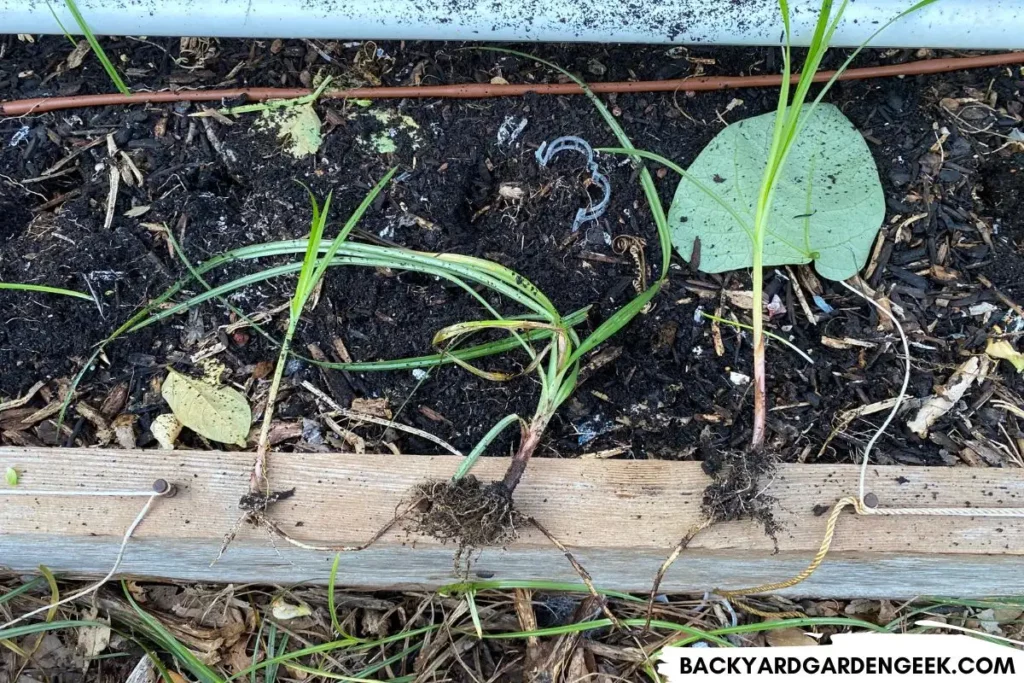 Nutsedge Growing in Garden Beds