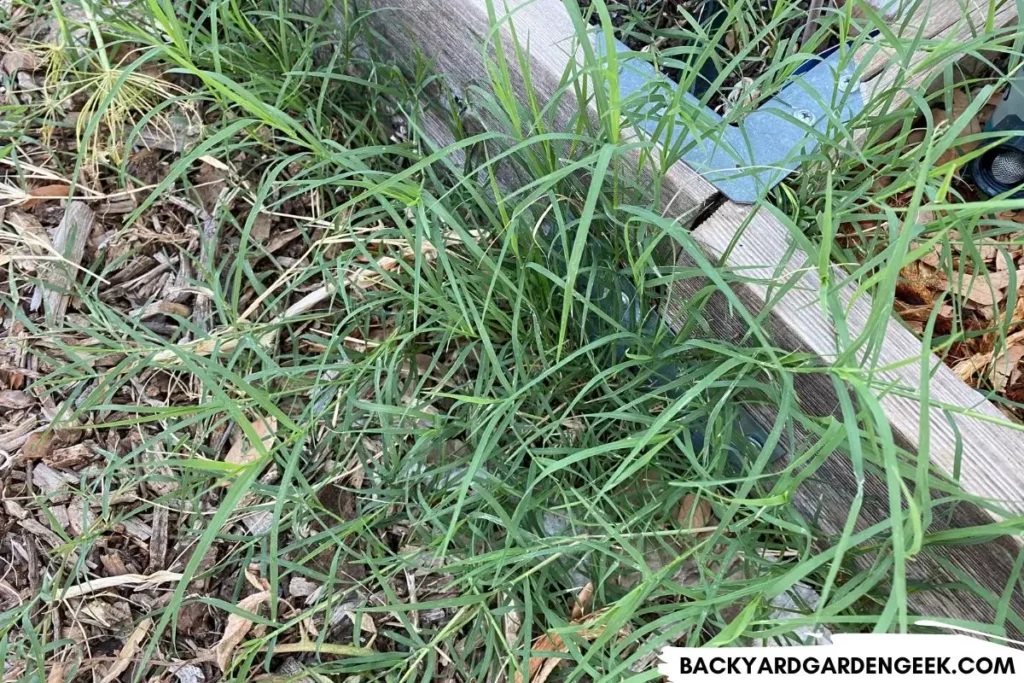 Patch of Bermuda Grass Next to Garden Bed