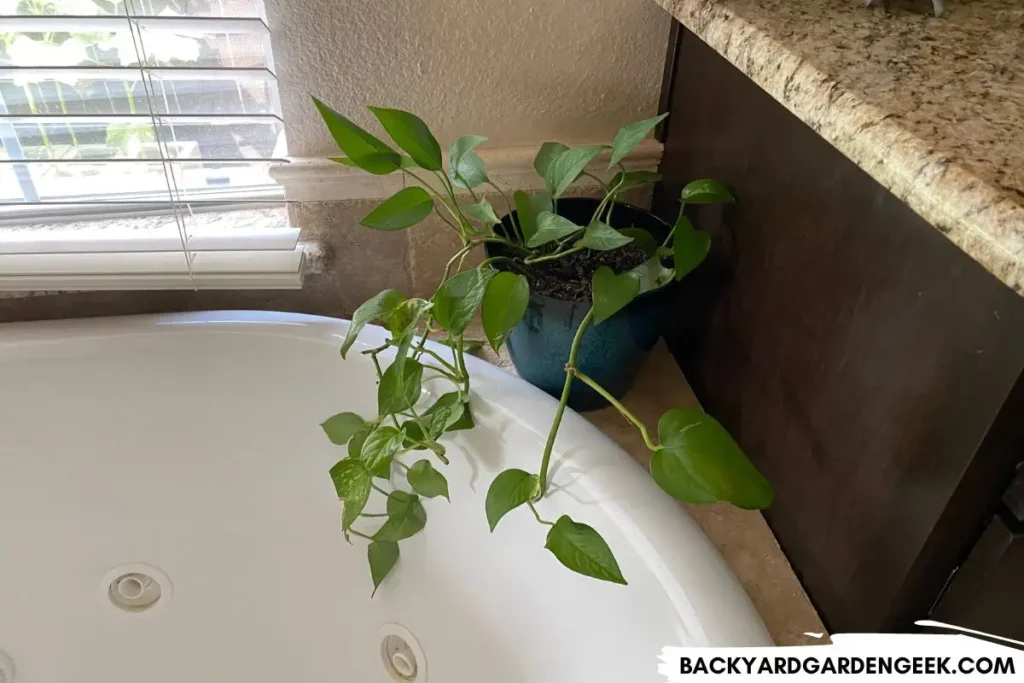 Pothos Plant Getting Indirect Light in a Bathroom