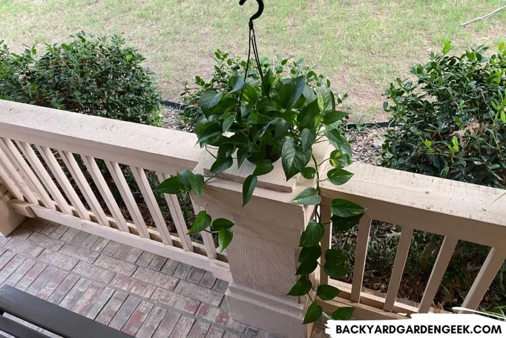 Pothos Plant Moved Outside for the Summer