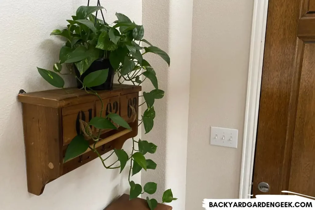 Pothos Plant Near the Front Door