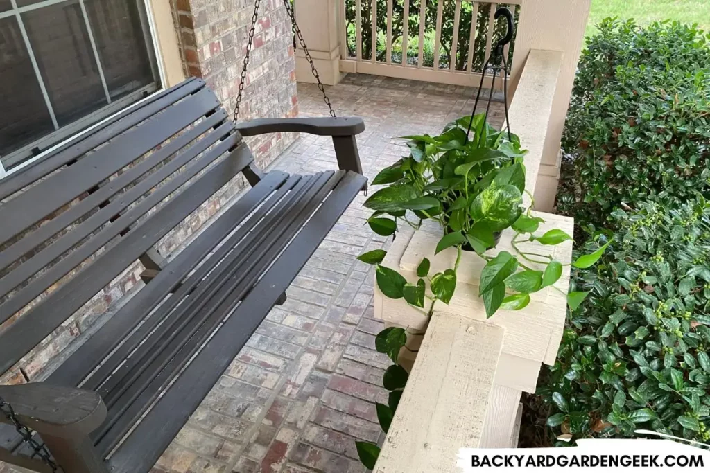 Pothos Plant Outside on Front Porch