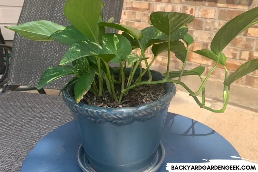 Pothos Plant in Partial Shade on Patio
