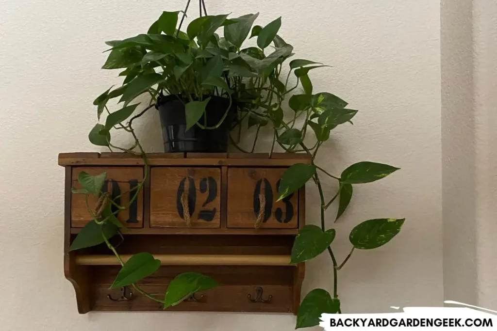 Pothos Plant in a Front Hallways