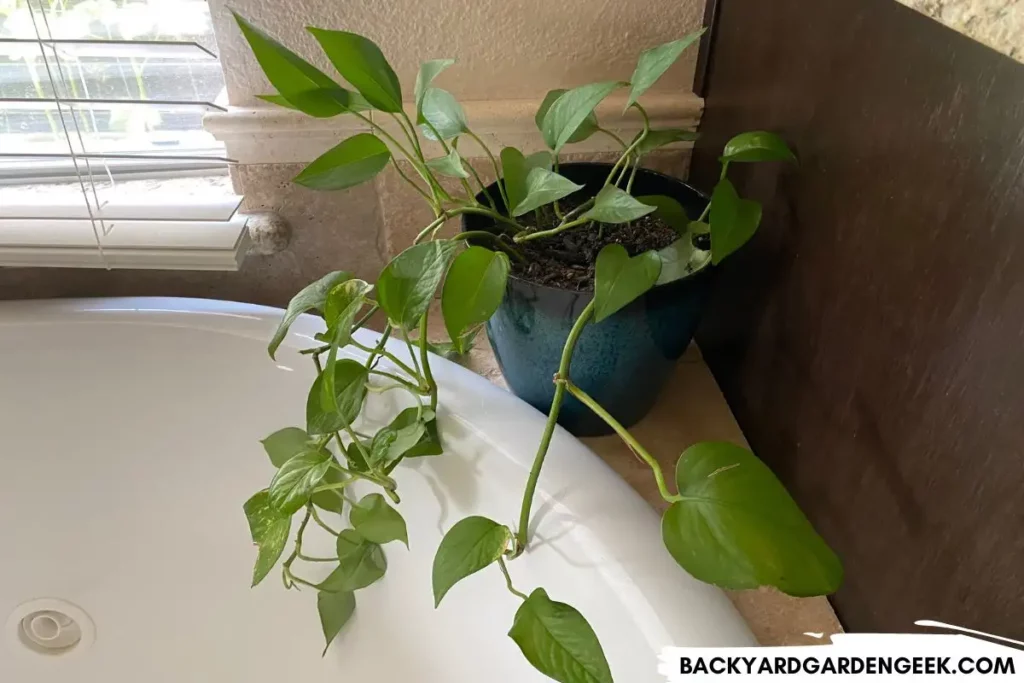 Pothos Plant in the Bathroom