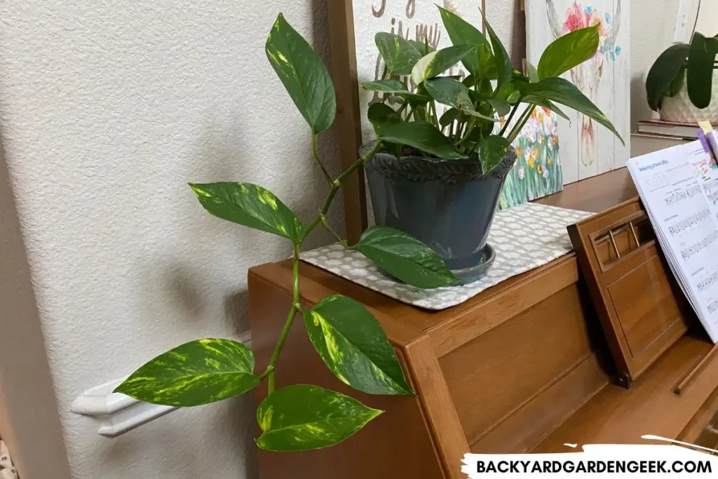 Pothos Plant on Top of Piano