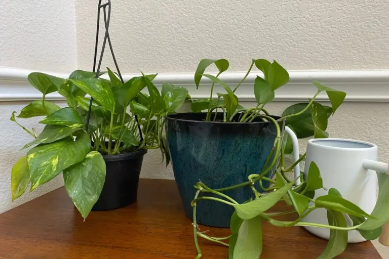 Where Should I Put My Pothos? 5 Things to Consider