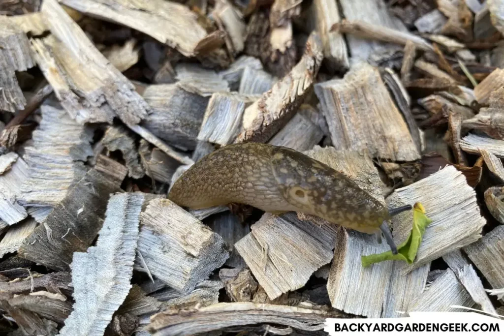 Slug Crawling on Top of Wood Chips