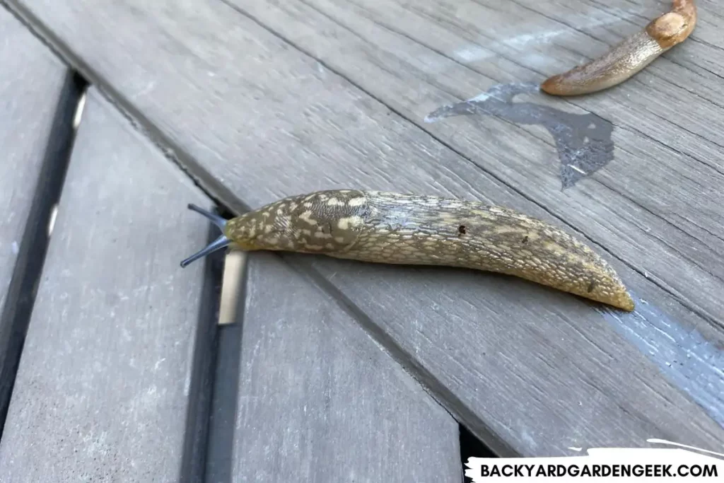 Slugs on a Patio Table