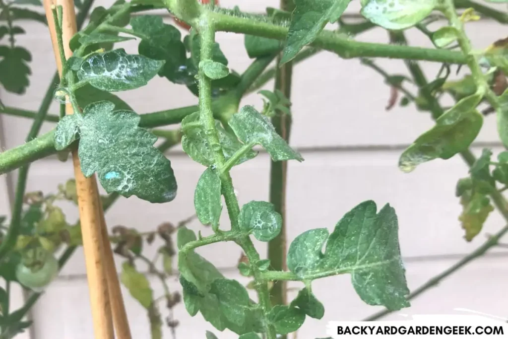 Soapy Water Spray on Tomato Plant