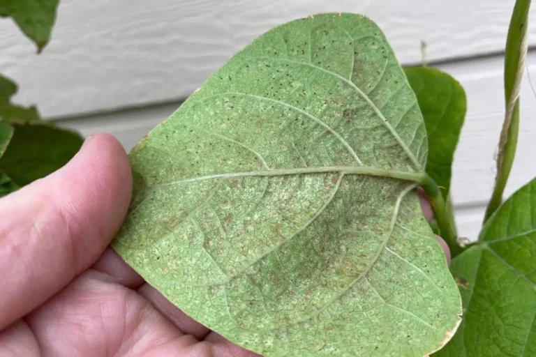 Diatomaceous Earth and Spider Mites: Will DE Kill Them?