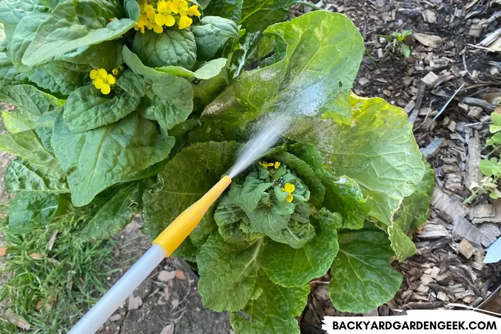 Spraying Diatomaceous Earth on a Mustard Plant