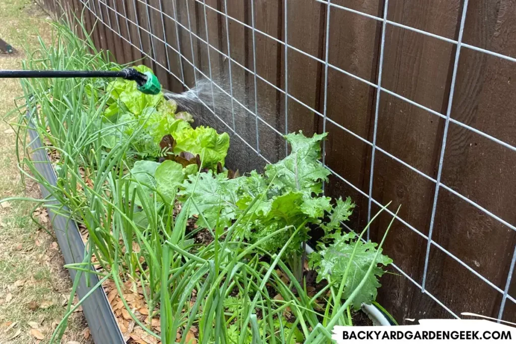 Spraying Kale with Soapy Water