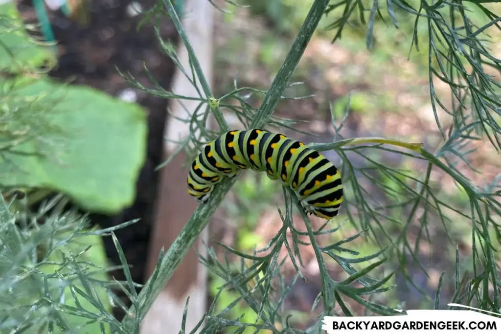 Swallowtail Butterfly Caterpillar on Dill Plant