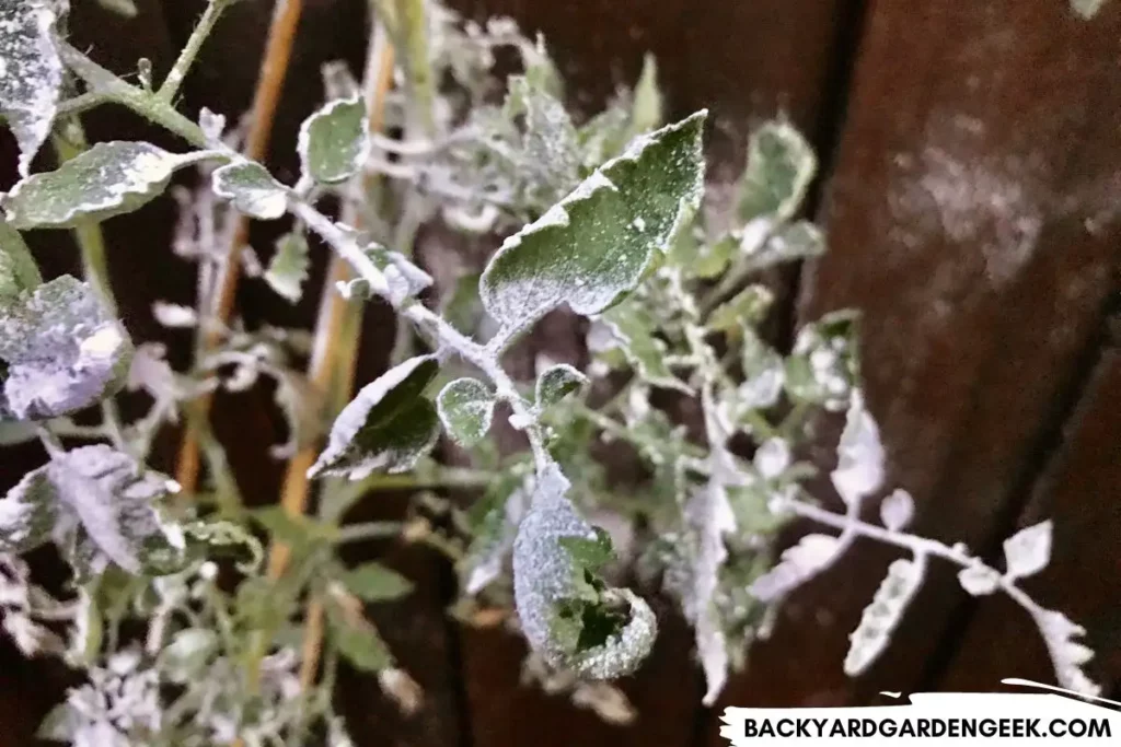 Tomato Plant Covered in Diatomaceous Earth