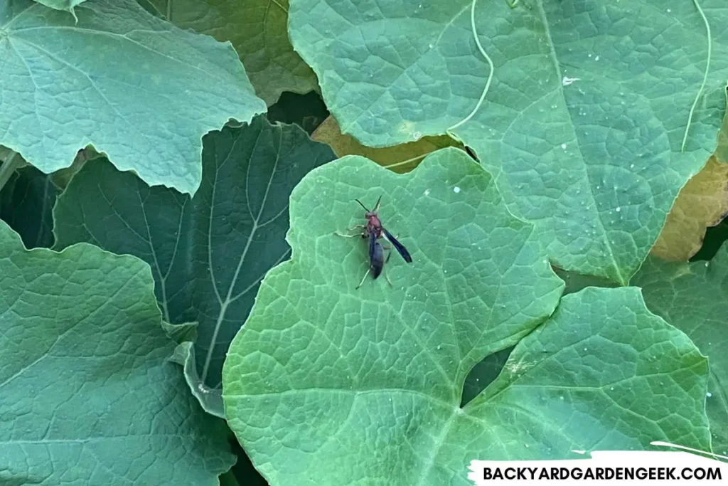 Wasp on a Squash Plant