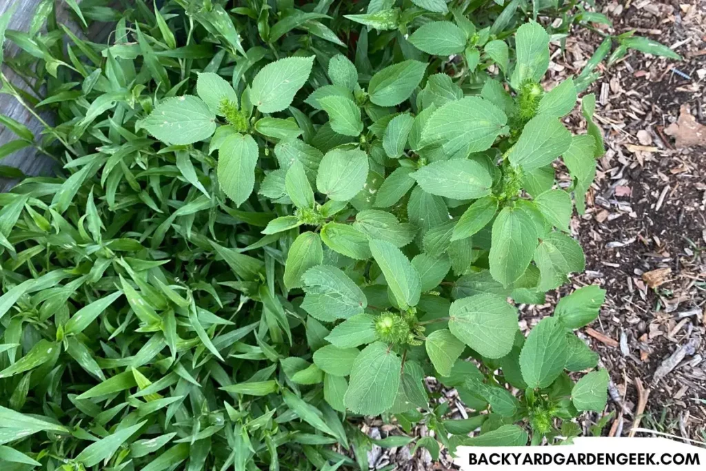 Weeds Growing Next to Garden Bed