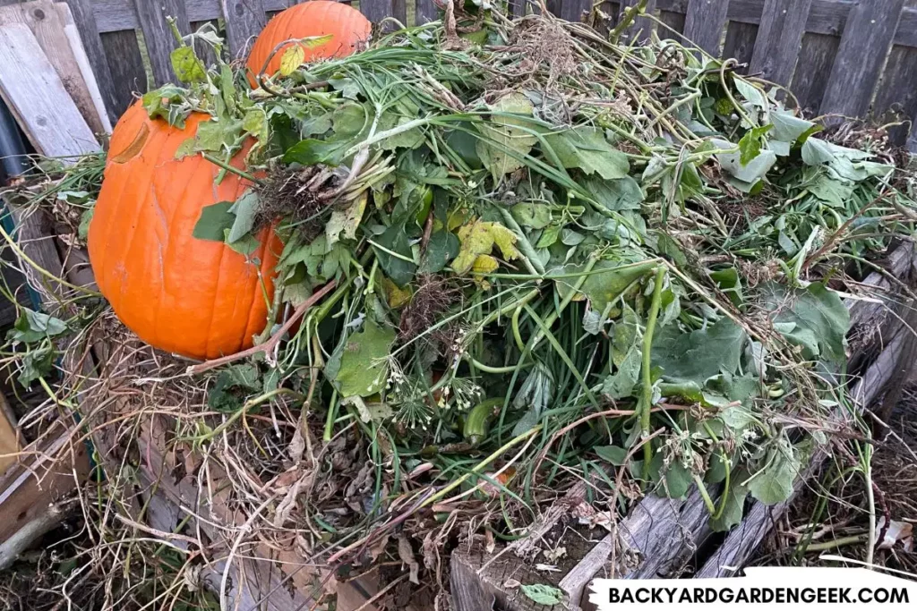 Compost Bin Filled with Vines and Pumpkins