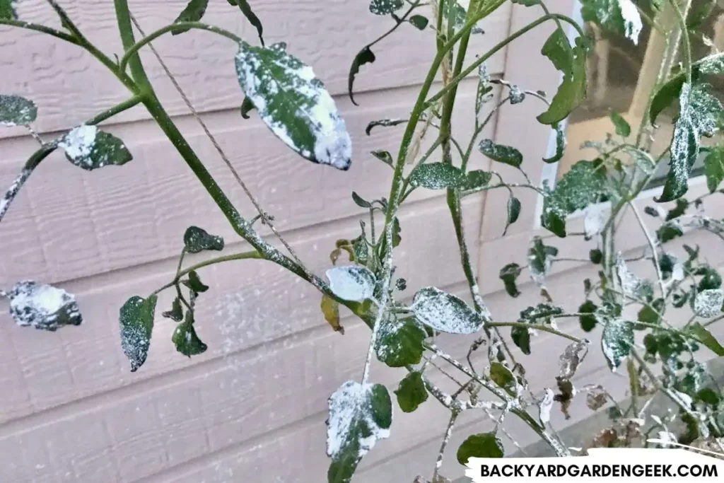 Wet Diatomaceous Earth on Tomato Plant