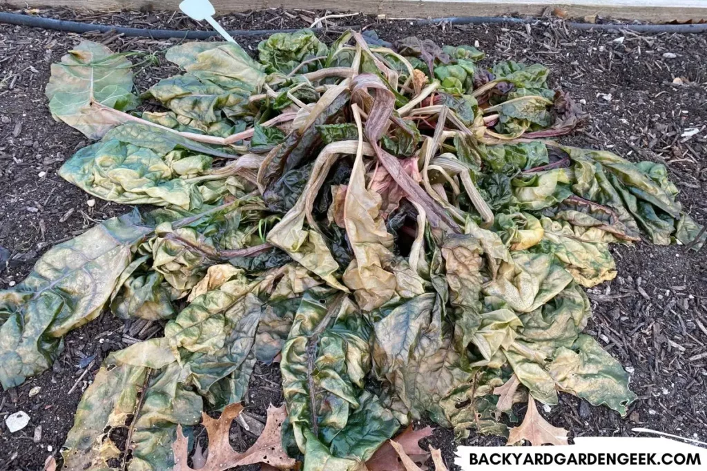 Dead Plant After Winter Freeze