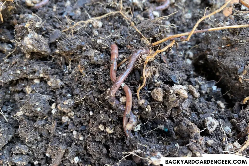 Earthworms Crawling in Composted Soil