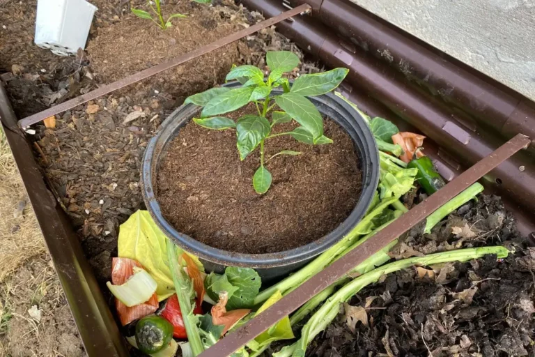 Can You Compost Directly in the Soil? (Do it the RIGHT Way)