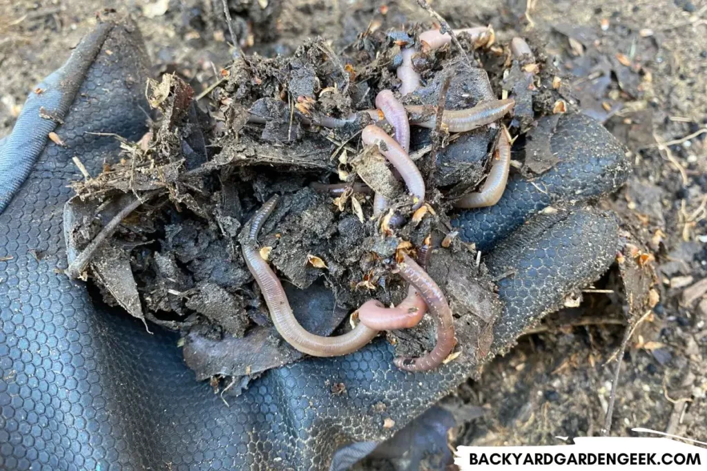Earthworms Crawling in Compost