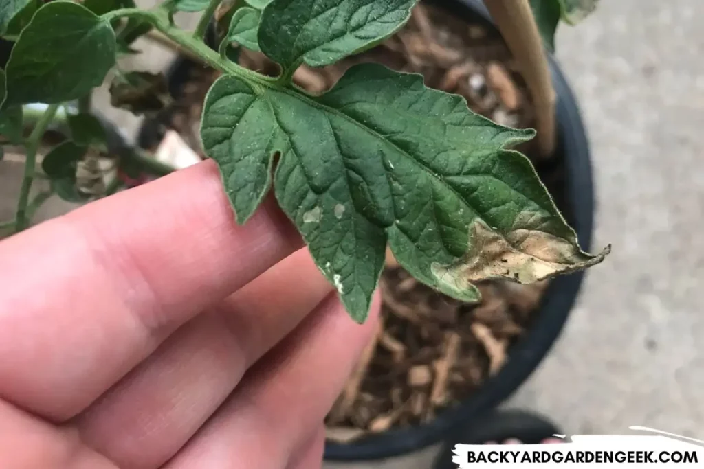 Fertilizer Burn on Tomato Leaf