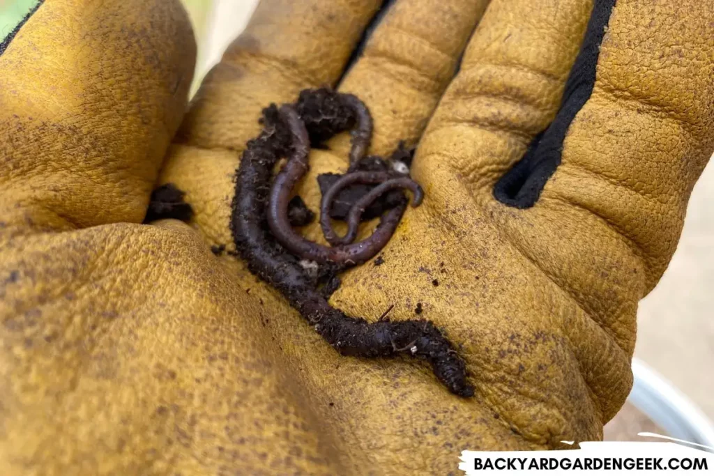 Holding Earthworms in Gloved Hand