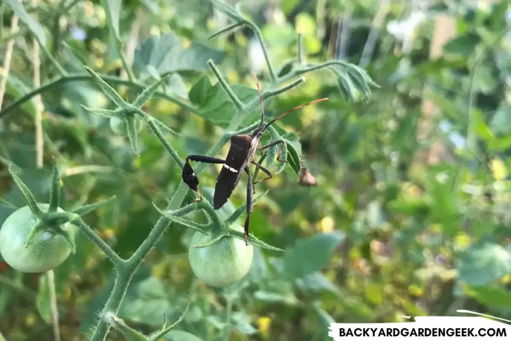 Leaf-Footed Bug on Tomato Plant
