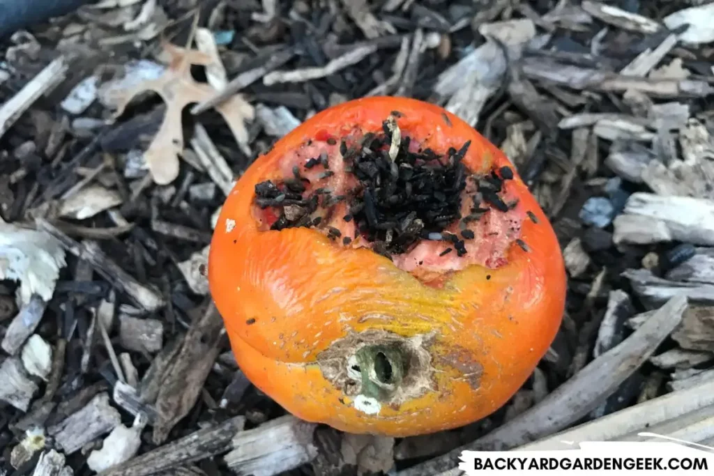 Rotting Tomato in Garden Bed