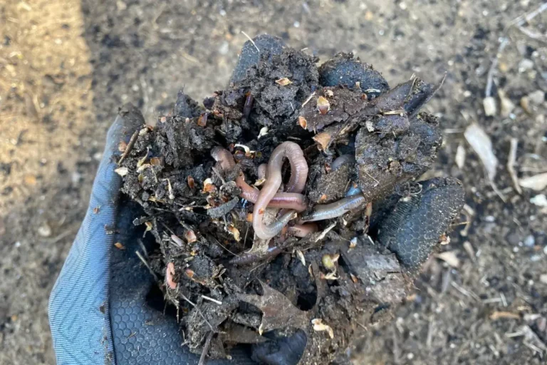 Putting Worms in Your Compost: Should You Do It?