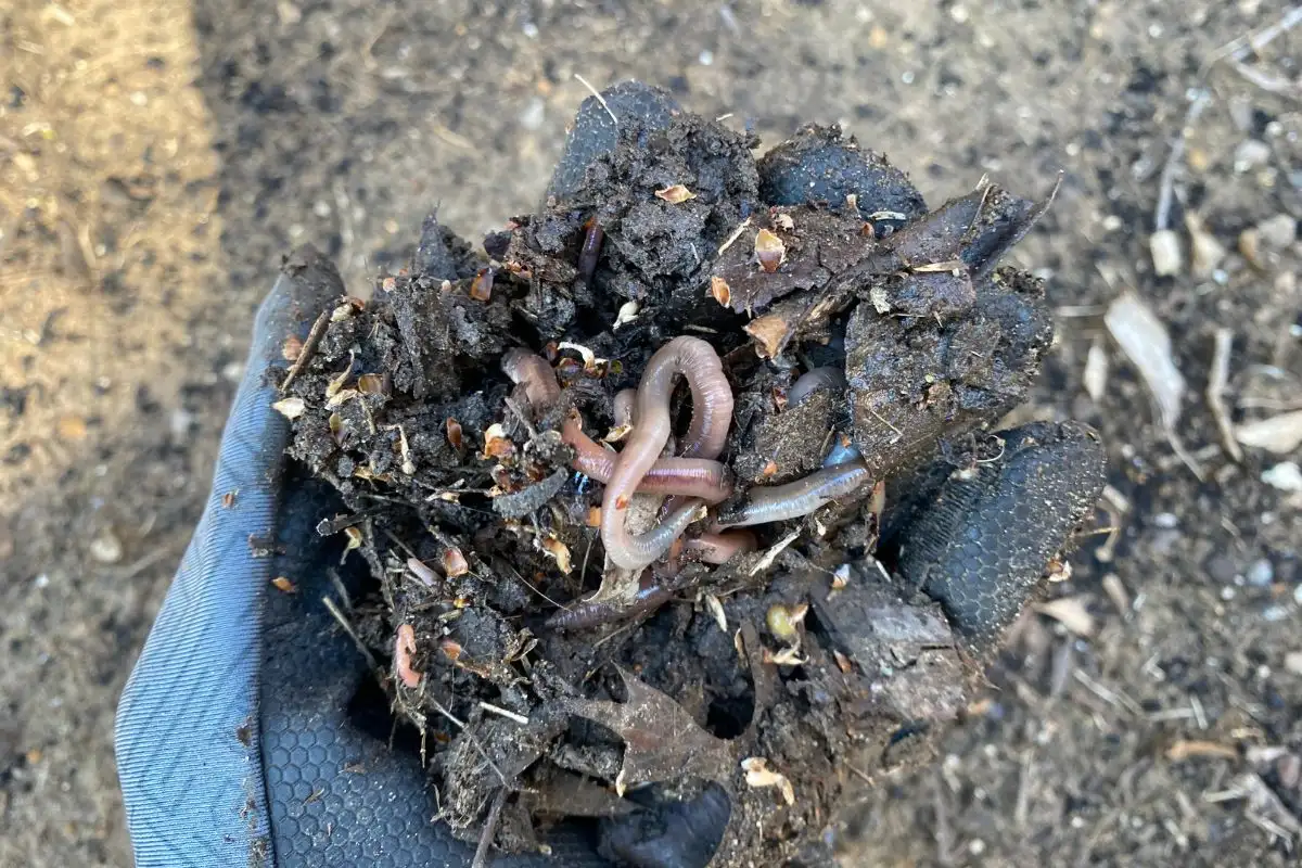 Worms in Compost