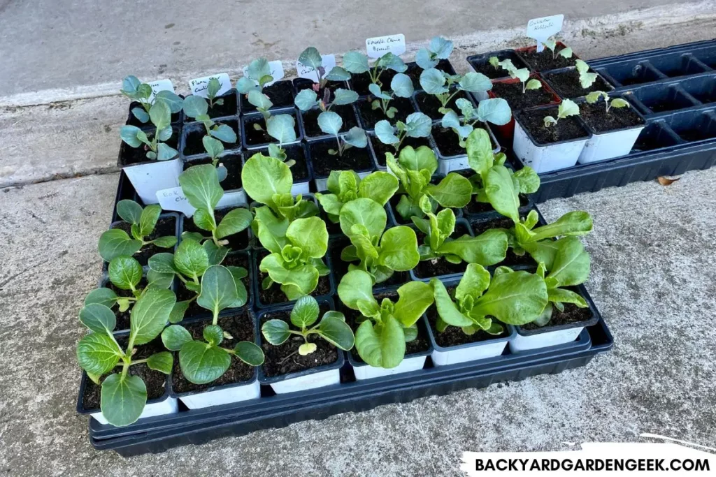 Healthy Baby Seedlings