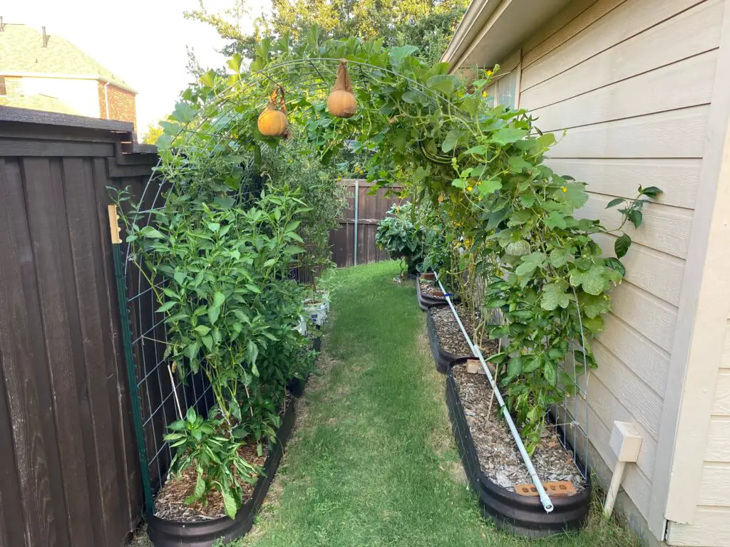 Mulched Raised Garden Beds in My Backyard