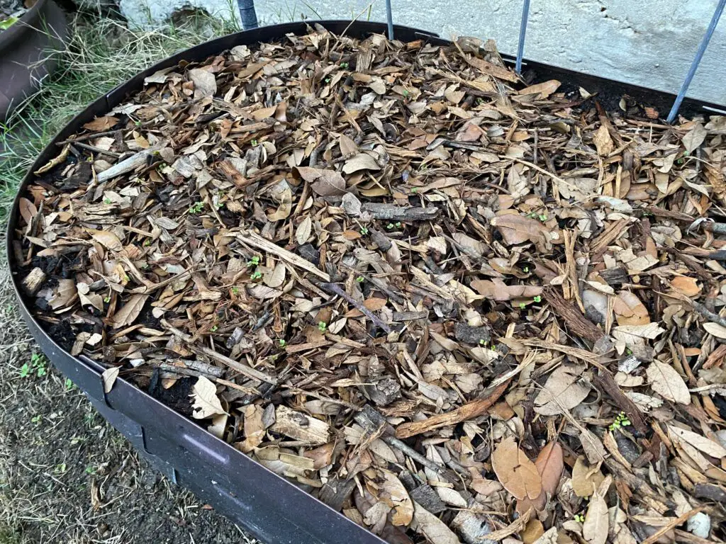 Mulched Raised Garden Bed