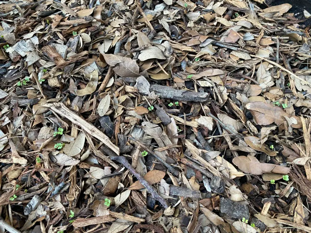 Seedlings Sprouting Through Compost and Mulch